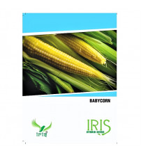 Iris OP Baby Corn 15 Seeds